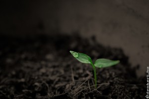 Talajélet forrása a víz és a tápanyag bármilyen kert esetében