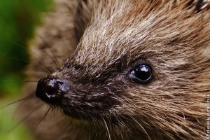 Vigyázat, sünik lakhatnak a lemetszett gallyak alatt!