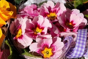 Nőnap 2022 - ennek a 3 virágnak minden hölgy örülne!