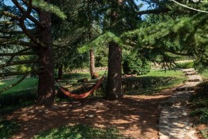 Fogadj örökbe egy fát a Folly Arborétumban!