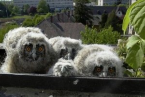 Hány fülesbagoly élhet Magyarországon?