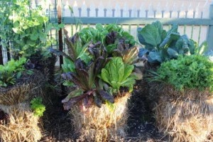 Magaságyás helyett szalmabála ágyás házilag - így állj neki!