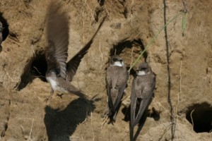 Mit kell tenni, ha partifecskék költöznek az építkezési gödörbe?