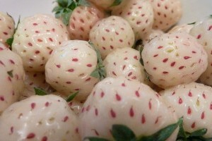 Kóstoltad már a fehér epret? Ilyen az íze