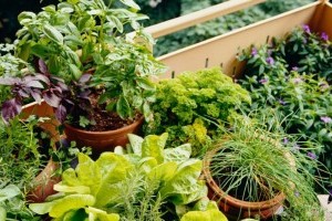 3 zöldség, amit cserépben is lehet nevelni