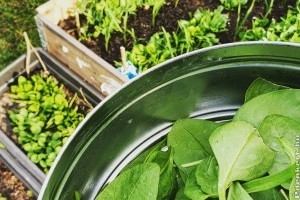 Elmondjuk, hogyan ültesd be a magaságyásodat, és rengeteg zöldséged lesz!