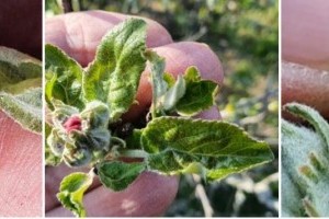 Támad az almalisztharmat! Hogyan védekezzünk ellene?