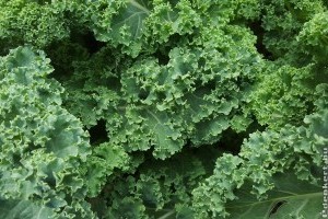 Fodros kel termesztése cserépben, konyhakertben