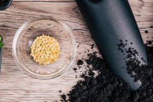 Kilenc paprika vetőmag bukott meg a NÉBIH tesztjén