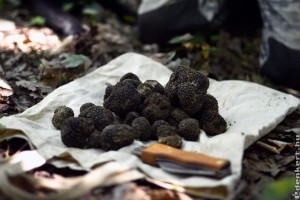 Különleges, de nem elérhetetlen: érdekességek a szarvasgombáról