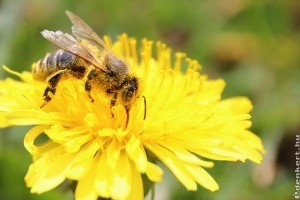 Árvacsalán és pitypang - méhlegelő tavasszal a kertben
