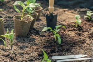 Mikor lehet kiültetni a paprika palántát? Itt a válasz!
