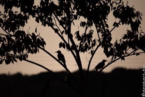 Hitchcock is megirigyelné:mit tegyünk, ha megtámadnak a madarak?