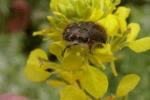 Védekezzünk pitypanggal a bundásbogár ellen!