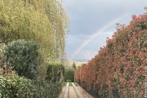 Tavasztól őszig meseszép: így nevelj egészséges korallberkenyét