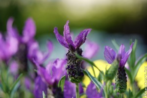 Miért kókadozik a cserépben nevelt spanyol levendula? Elmondjuk