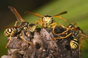 A darázsirtás házilag: ezeket sokat elrontják!