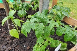 Paradicsompalánta ültetése a kertbe: ezekre figyeljünk!