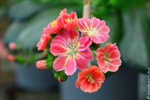 Dohánygyökér virág: meseszép lesz tőle a sziklakert