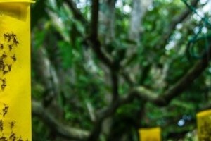 Támad a cseresznyelégy!