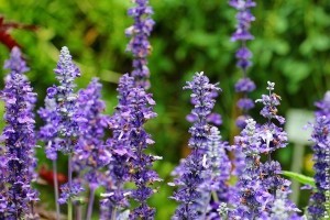 7 egyszerű házi tipp, hogy ne legyenek kullancsok a kertben