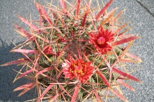 Gyönyörű és különleges kaktuszokkal várja látogatóit a Tavaszi Országos Kaktuszkiállítás-és vásár