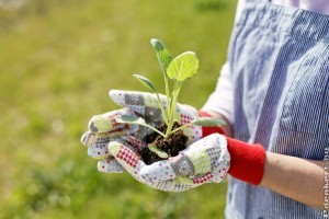 Oxigénnel jelentősen növelhetjük kerti növényeink szépségét, terméshozamát