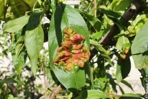 Vannak olyan őszibarack fajták, amelyek jobban ellenállnak a tafrinának?