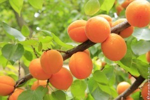 Nettó 260 ezer forintért is alig van, aki leszedné a gyümölcsöt