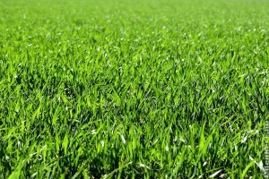 Ezek a nyári füvesítés buktatói