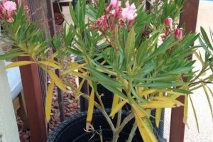 Mitől sárgul, potyog a leander levele?