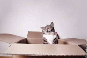 A vicces macskás videók elűzik a stresszfelhőket