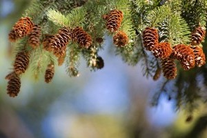 Kellemes, balzsamos, kicsit citromos – ez a Fir Cone illóolaj (x)