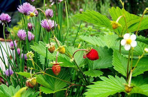 Krizantém: ha ezekre figyelsz, tele lesz virággal