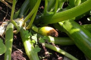 A cukkini 3 gyakori betegsége