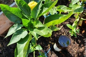 Csepegtető öntözőrendszer készítése sörösüvegből