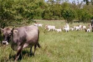 Tehenek is nyírják a füvet Bécsben