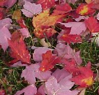 Krizantém: ha ezekre figyelsz, tele lesz virággal