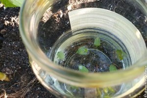 Mennyire hatásos az ecet poloska ellen? Elmondjuk