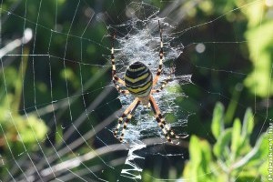 Darázspók: okok, miért ne bántsuk!