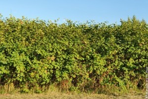 Japán keserűfű: egy gyomnövény, ami még a betont is áttörheti