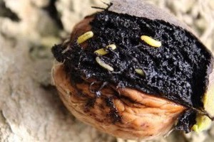 Így védd meg a diót: újabb permetszert lehet bevetni a dióburok-fúrólégy ellen