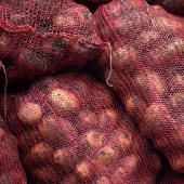 Krizantém: ha ezekre figyelsz, tele lesz virággal