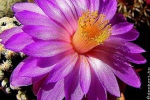 Lenyűgőző kiállítással és vásárral ünnepli 50. születésnapját a Magyar Kaktuszgyűjtők Egyesülete