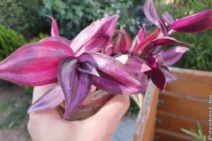 Zebrapletyka szaporítása házilag: el sem hiszed mennyire egyszerű