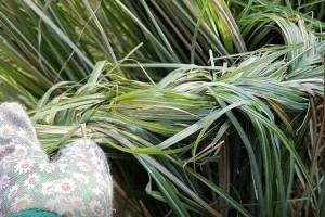 Pampafű, díszfű fonása házilag videóval