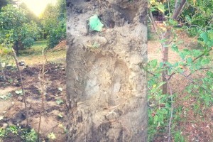 Gellért-hegyi szarvas: megette az almát, a sóskát és lerágta a fiatal hajtásokat