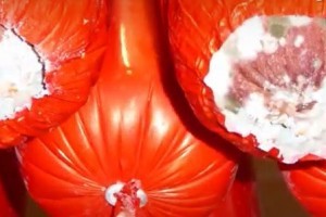 Gyomorforgató körümények: horrorvágóhidat záratott be a Nébih