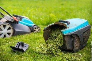 A kiskertben termelt finomságok előnyeiről