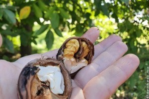 Így pucold meg a megfeketedett diót